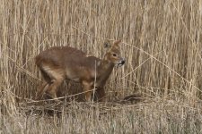 20220414 (36)_Chinese_Water_Deer.JPG