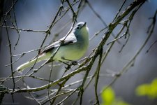 Blue-gray Gnatcatcher 2022.4.17 Leaport-02201.jpg