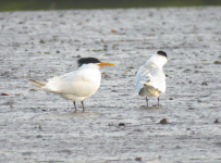 terns in saloum3.png