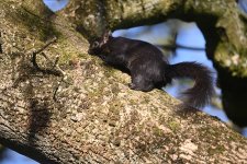 Grey Squirrel (Melanistic) (2).jpg