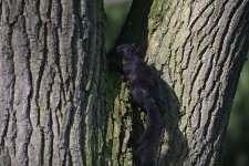 Grey Squirrel (Melanistic) (7).jpg