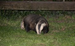 Badger (10).jpg