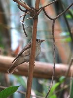 DSC03741 Brown-breasted Flycatcher @ Po Toi.jpg