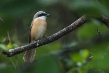 DSC03806 Brown Shrike @ San Tin.jpg