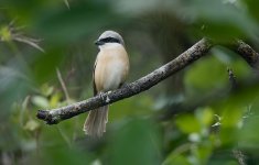 DSC03808 Brown Shrike @ Po Toi.jpg