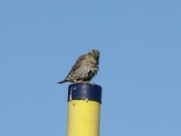 L1220179_Rock Sparrow.jpg