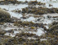 Turnstone and Juv..jpg