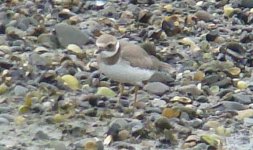 Juv. Ringed Plover.jpg