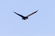 Ayres's Hawk-Eagle - Hieraaetus ayresii-6602.JPG