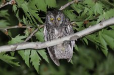 Cyprus Scops Owl cy 2.jpg