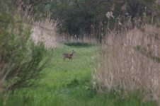 20220427 (1)_Chinese_Water_Deer.JPG