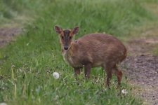 20220427 (2)_Muntjac.JPG