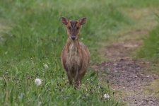 20220427 (3)_Muntjac.JPG