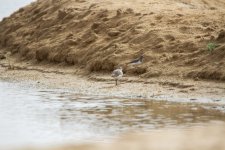 22) Sandpiper (19-02-17).jpg