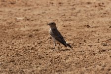 29) Wheatear (01-04-04.jpg