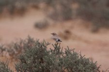 30) Wheatear (04-03-04).jpg