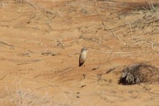 31) Wheatear (08-01-22).jpg