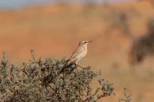 32) Wheatear (18-08-04).jpg