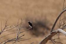 33) Wheatear (25-08-04).jpg