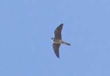 Falcon BF IMG_3913.jpg