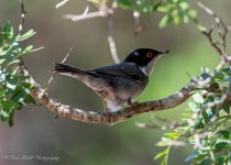 Sardinian Warbler 01.jpg