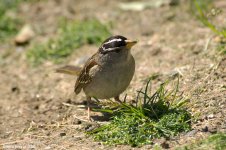 whiteCrownedSparrow_X0189_144l.jpg