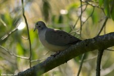 mourningDove_X0191_113l.jpg