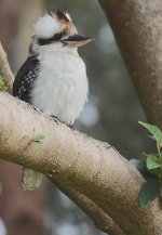 DSC04176 Laughing Kookaburra @ Avalon Beach bf.jpg