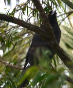 DSC04101 Pied Currawong @ Queenscliff bf.jpg