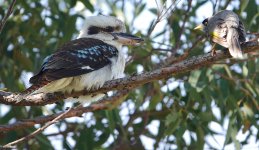 DSC04406 Laughing Kookaburra & Noisy Miner @ Cremorne bf.jpg