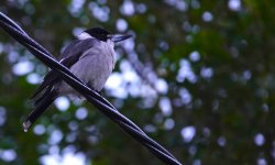 DSC04256 Grey Butcherbird @ Cremoyne bf.jpg