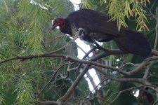 DSC04450 Australian Brush Turkey @ Cremorne bf.jpg