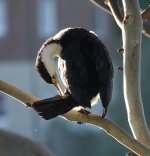 DSC04478 Pied Cormorant @ Cremorne bf.jpg