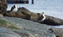 DSC04373 Masked Lapwings + Noisy Miner @ Cremorne bf.jpg