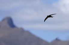 Plain Swift against the mountains 001.jpg