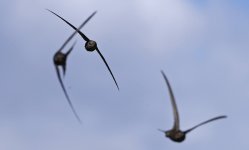 Plain Swifts 003.jpg