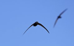 Plain Swift 001.jpg