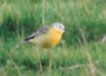 Mystery Yellow Wagtail.1.JPG