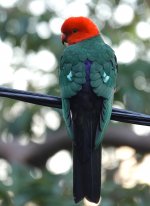 DSC04248 Australian King- Parrot @ Cremorne bf.jpg