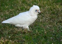 DSC04512 Little Corella @ Long Reef bf.jpg