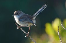 DSC04535 Superb Fairy Wren @ Long Reef bf.jpg