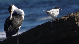 DSC05123 White-fronted Tern @ Long Reef bf.jpg