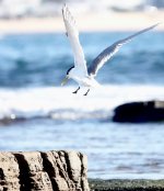 DSC04871 Greater Crested Tern @ Long Reef bf.jpg