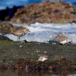 DSC05072 Double-banded Plovers & Red-necked Stint @ Long Reef bf.jpg