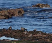 DSC05016 Ruddy turnstones & Red-necked Stints @ Long Reef bf.jpg