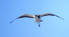 DSC04963 Masked Lapwing @ Long Reef bf.jpg