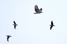 DSC04624 White-bellied Sea Eagle @ Long Reef bf i.jpg