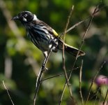 DSC05200 New Holland Honeyeater @ Long Reef bf.jpg