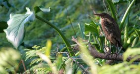 DSC05287 Black Bittern @ Dee Why bf.jpg