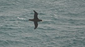 DSC05552 Southern Giant-petrel @ Shelly Beach, Manly bf.jpg